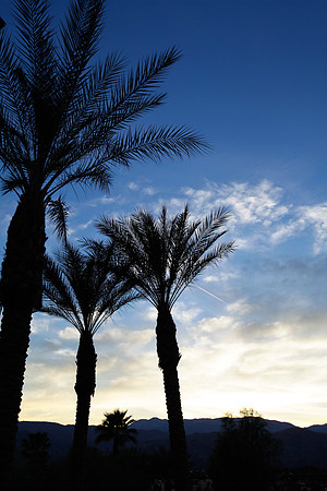 Palm Desert